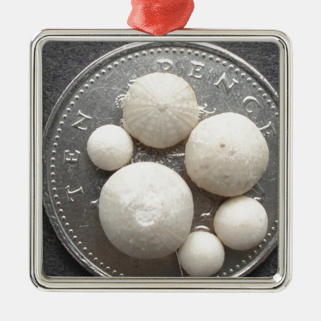 Tiny fossil sea urchins on a 10p piece metal tree decoration (Front)