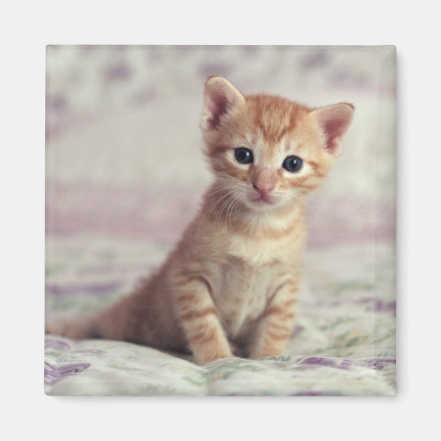 Tiny Ginger Kitten Magnet (Front)