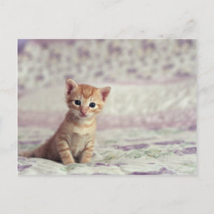 Tiny Ginger Kitten Postcard