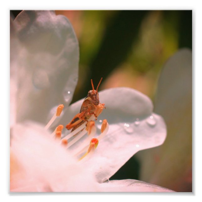 Tiny Grasshopper On White Azalea Flower 8x8 Photo Print (Front)