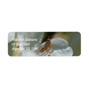 Tiny Grasshopper On White Azalea Flower Address Return Address Label