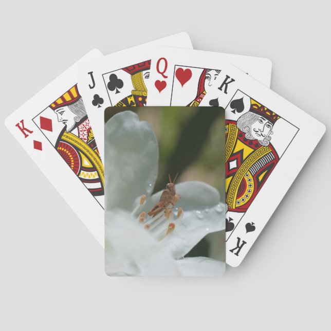 Tiny Grasshopper On White Azalea Flower  Playing Cards (Back)