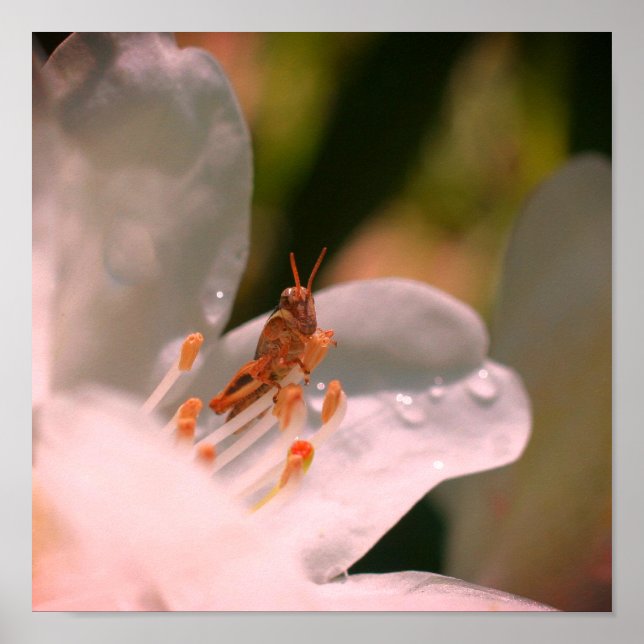Tiny Grasshopper On White Azalea Flower  Poster (Front)