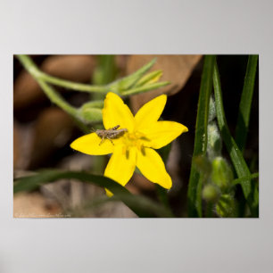 Tiny Grasshopper on Yellow Star Grass Poster