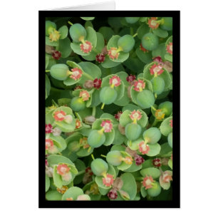 Tiny Green Flora- Song of Sol. 2:13 Greeting Card