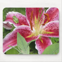 Tiny Green Frog on Stargazer Lily