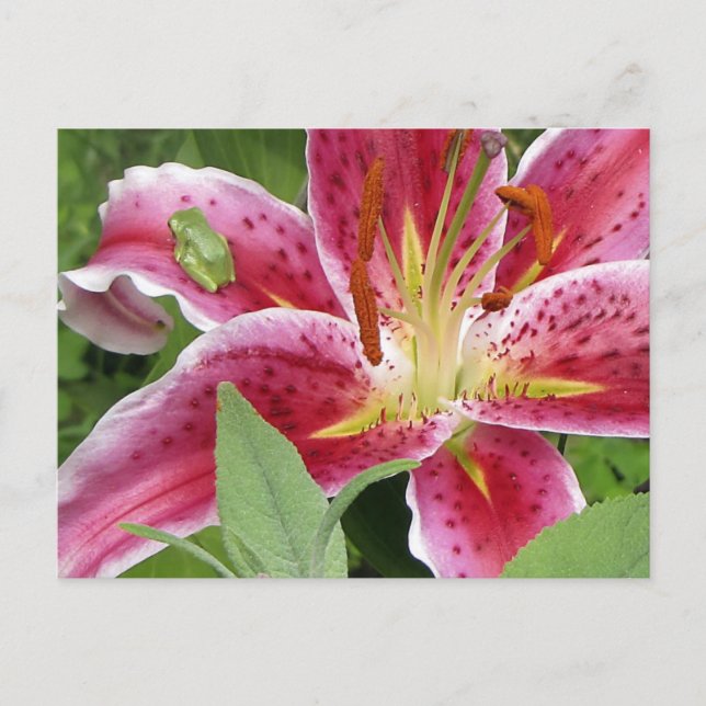 Tiny Green Frog on Stargazer Lily Postcard (Front)