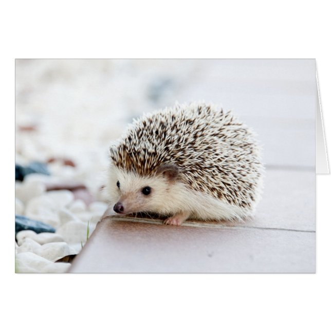 Tiny Hedgehog (Front Horizontal)