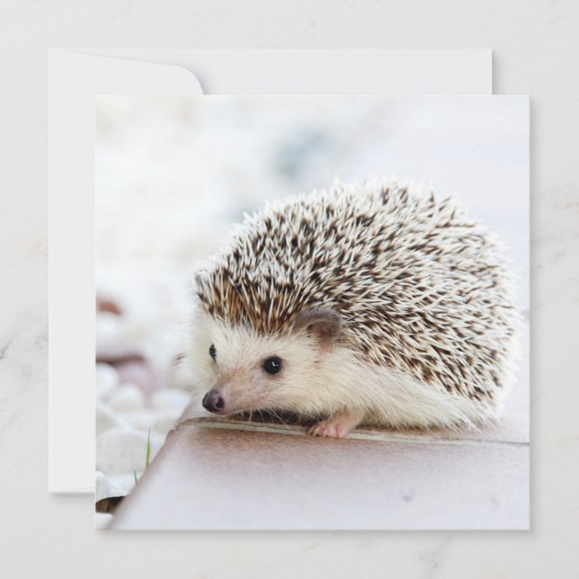 Tiny Hedgehog (Front)