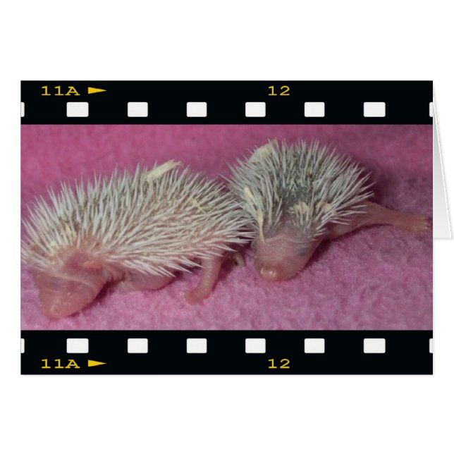 Tiny hedgehog babies (Front Horizontal)