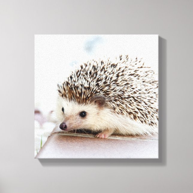 Tiny Hedgehog Canvas Print (Front)