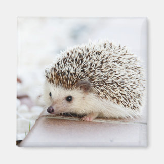 Tiny Hedgehog Magnet