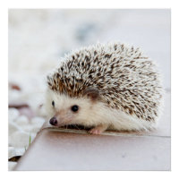 Tiny Hedgehog