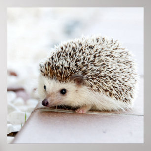 Tiny Hedgehog Poster