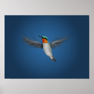 Tiny Illustrated Hummingbird Poster