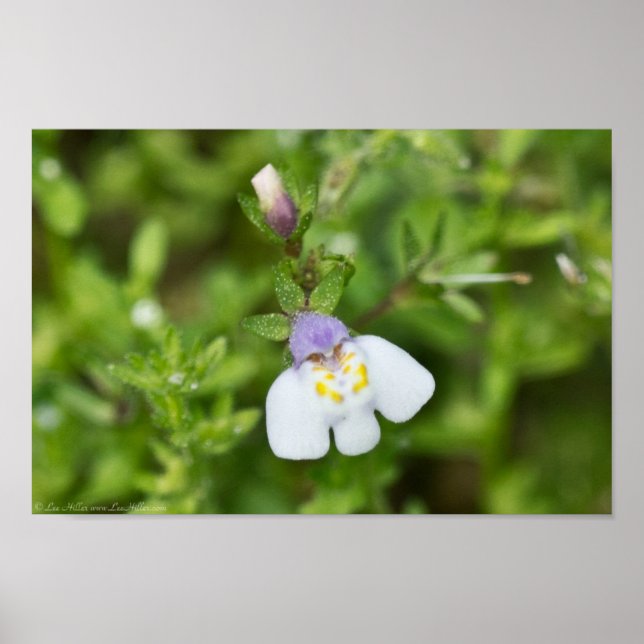 Tiny Japanese Mazus Wildflower Poster (Front)