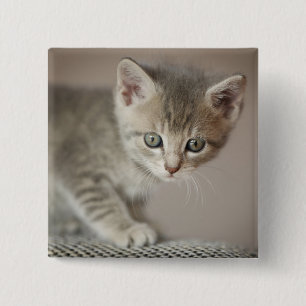 Tiny Kitten 15 Cm Square Badge