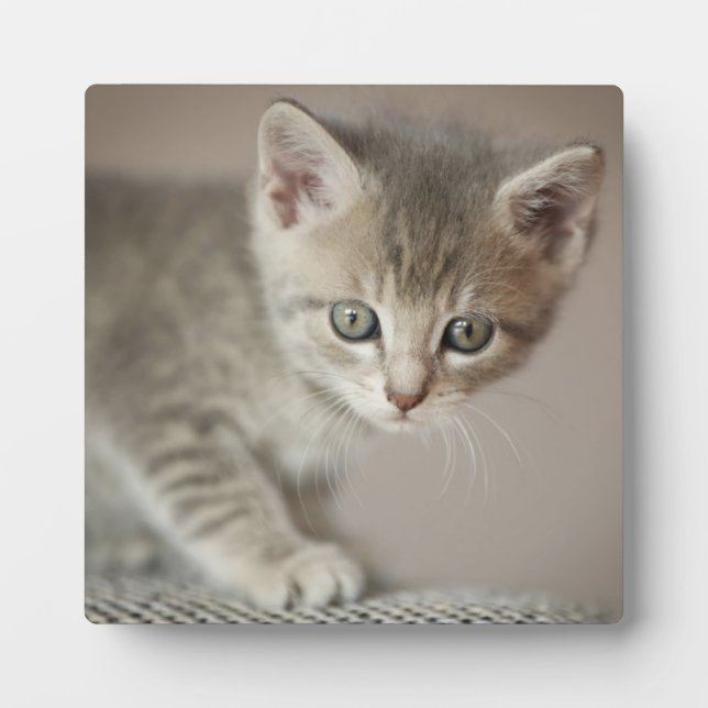 Tiny Kitten Plaque (Front)