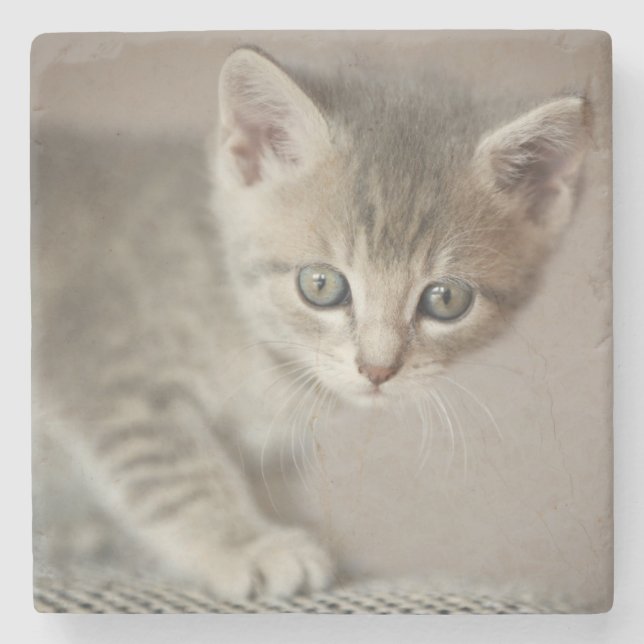 Tiny Kitten Stone Coaster (Front)