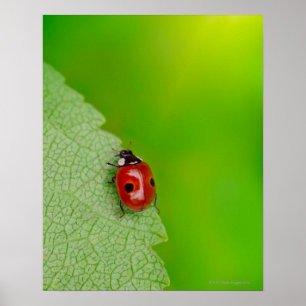 Tiny Lady Bug Poster