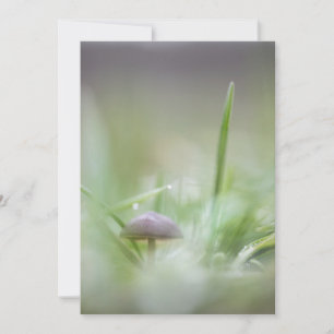 Tiny Mushroom Nature Photo Holiday Card