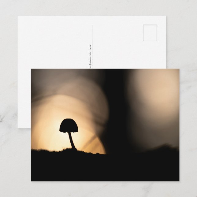 Tiny Mushroom Nature Photo Postcard (Front/Back)
