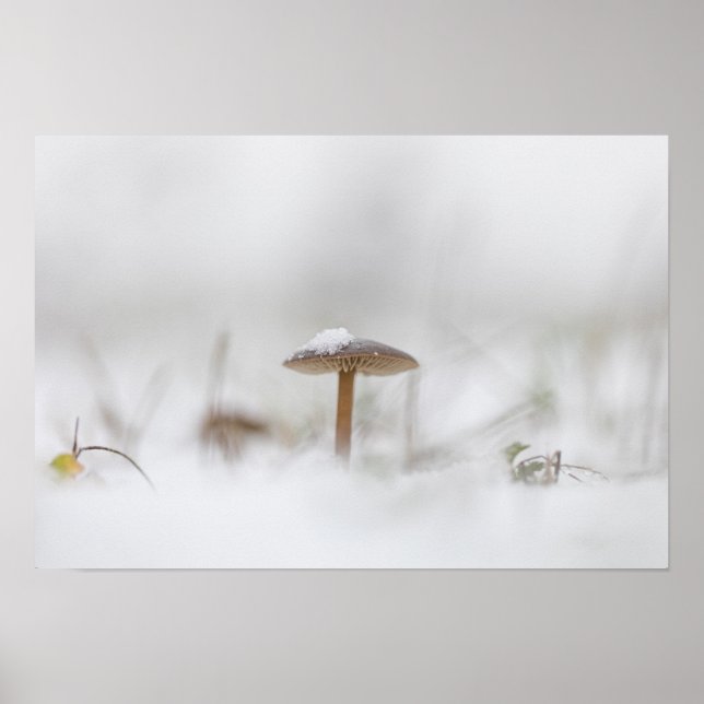 Tiny Mushroom Nature Photo Poster (Front)