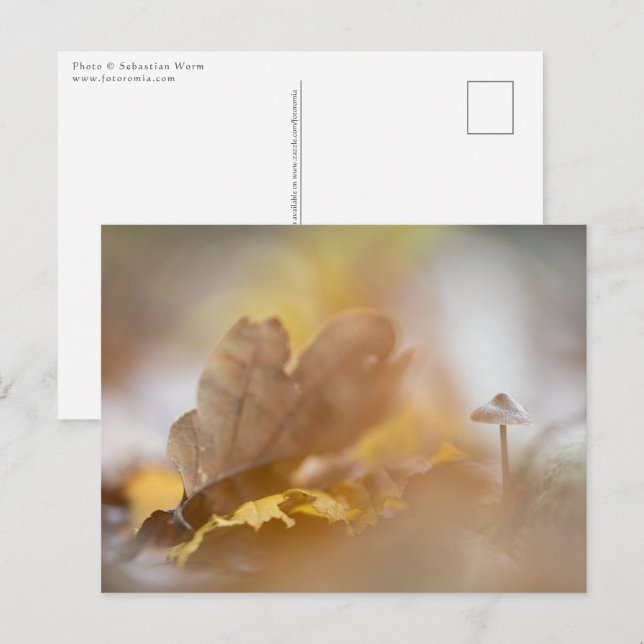 Tiny Mushroom Nature Photograph Postcard (Front/Back)