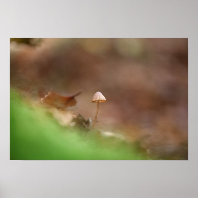 Tiny Mushroom Photo Poster (Front)