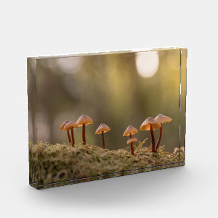 Tiny Mushrooms Nature Photo Block