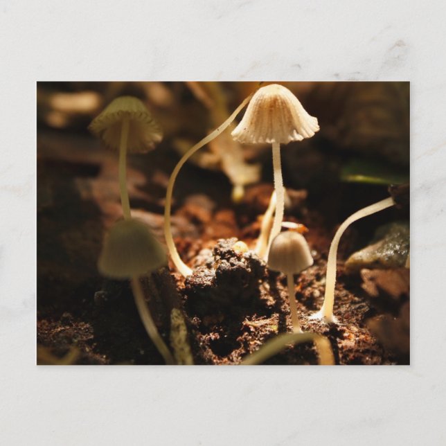 Tiny Mushrooms Postcard (Front)