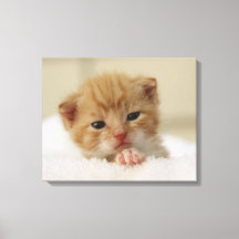 Tiny Orange Kitten