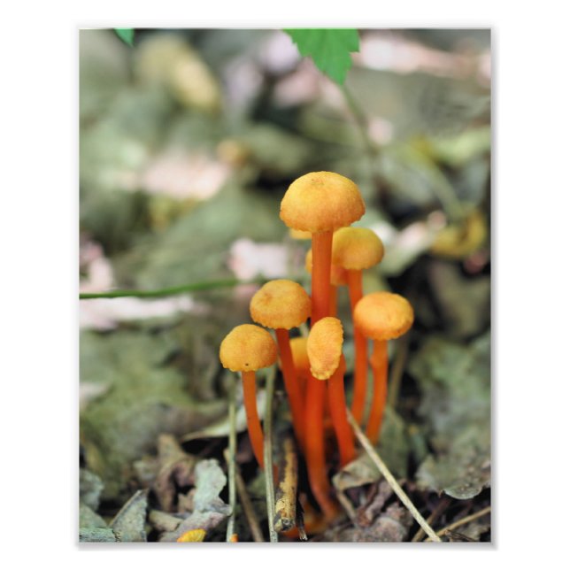 Tiny Orange Wild Mushrooms 8x10 Nature  Photo Print (Front)