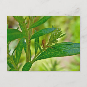 Tiny Orb Weaver Spider on Dogbane Postcard