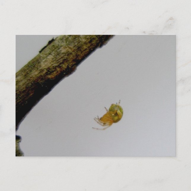 Tiny Orb Weaver Spider Postcard (Front)