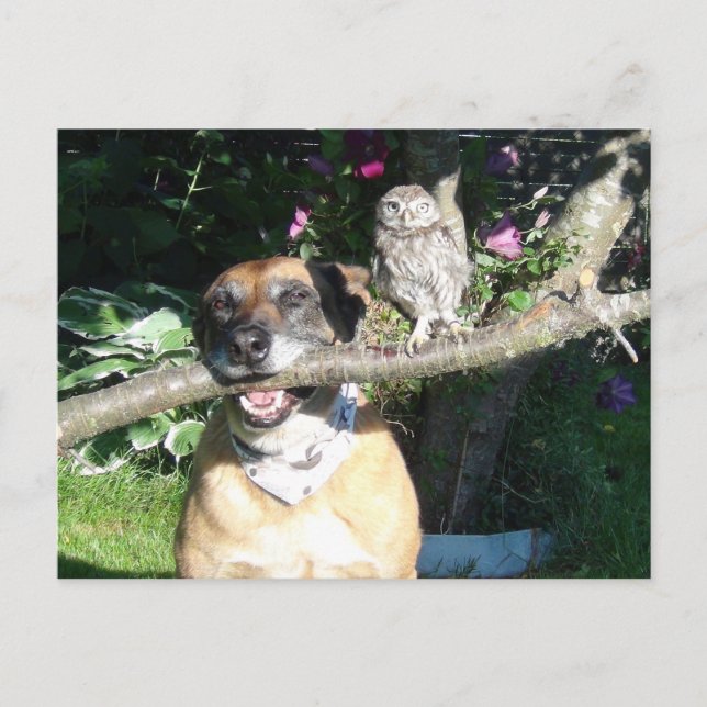 Tiny owl and big dog postcard (Front)