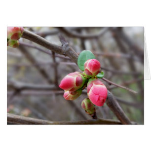 tiny red buds