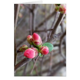 tiny red buds