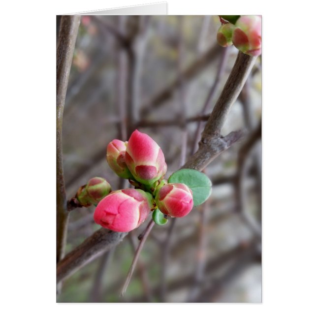 tiny red buds (Front)