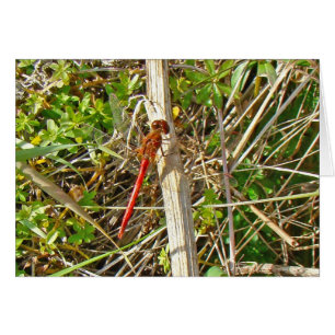 Tiny Red Dragonfly in November