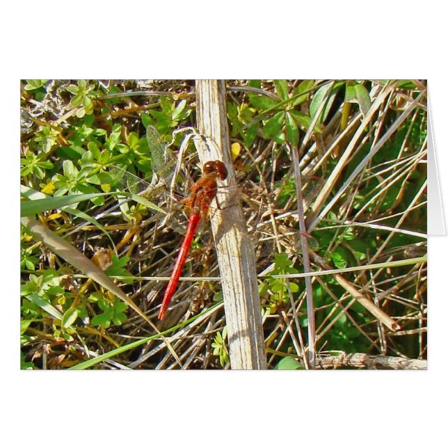 Tiny Red Dragonfly in November (Front Horizontal)