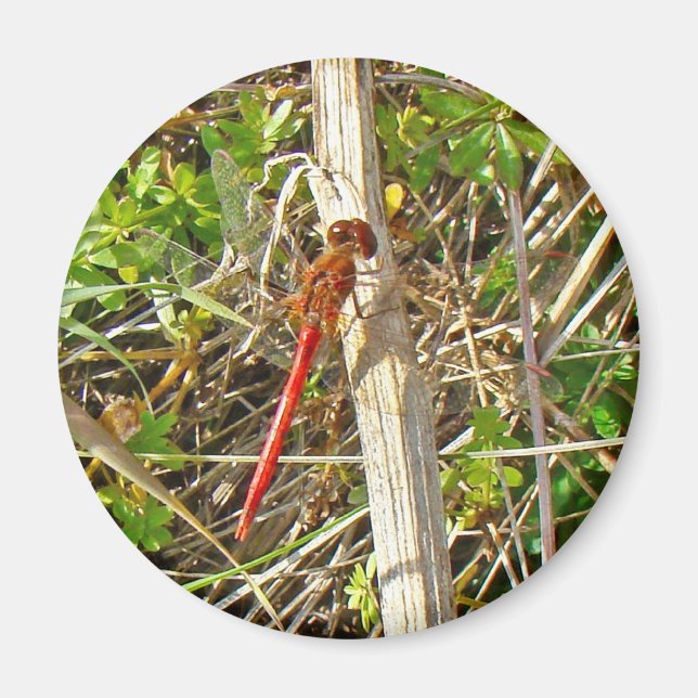 Tiny Red Dragonfly in November Magnet (Front)