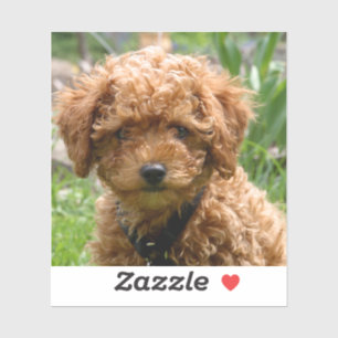 Tiny Red Toy Poodle Puppy Stickers