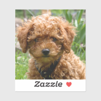 Tiny Red Toy Poodle Puppy Stickers