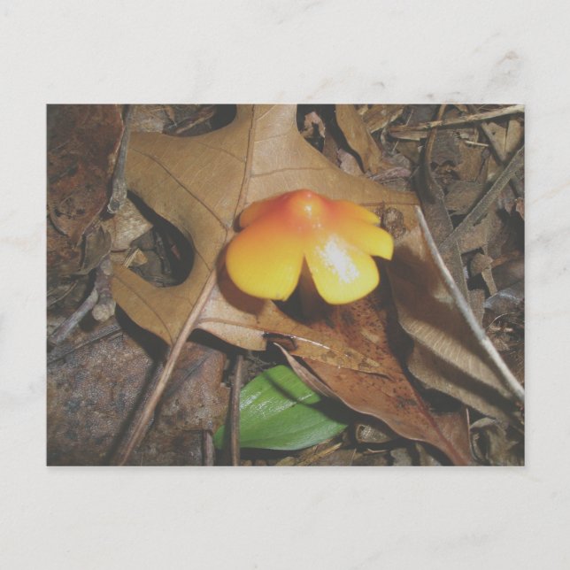 Tiny Red Yellow Mushroom Postcard (Front)