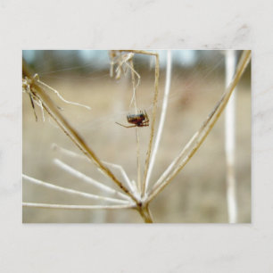 Tiny Spider on Dry Queen Anne's Lace Postcard