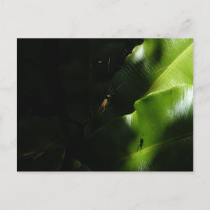 Tiny Spider Postcard