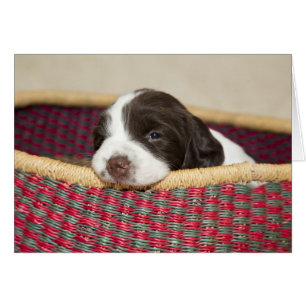 Tiny Springer Spaniel Puppy Card