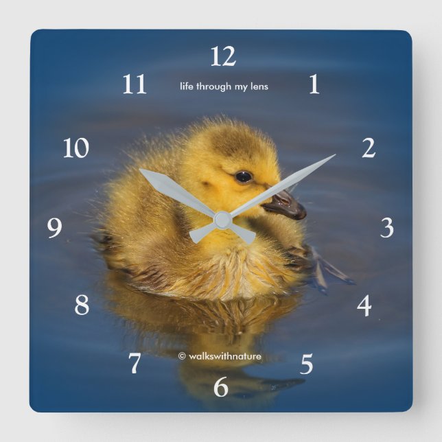 Tiny Swimmer: Canada Goose Gosling Square Wall Clock (Front)