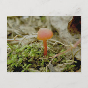Tiny Tiny Red Mushroom Postcard